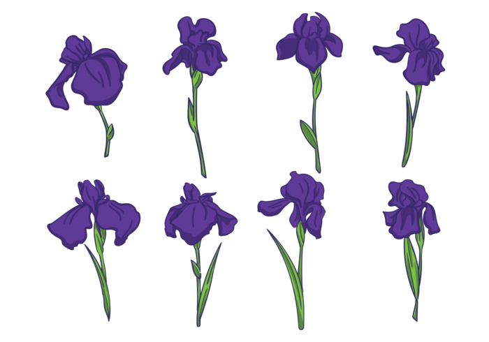 700x490 Iris Flower Vectors