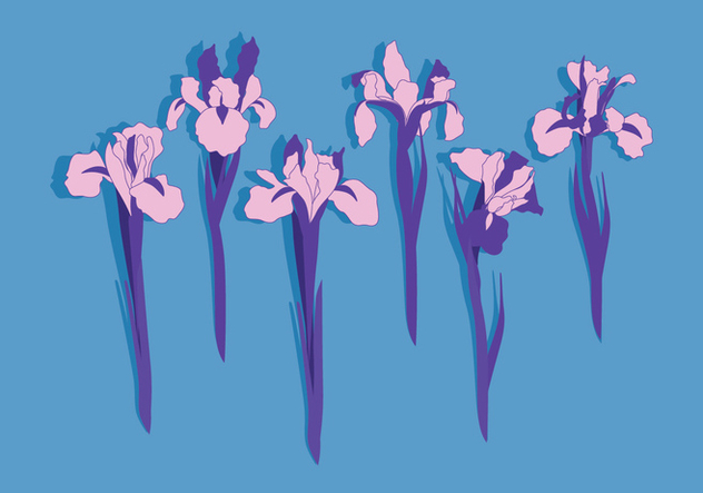 632x443 Iris Flowers Vector Free Vector Download 435029 Cannypic