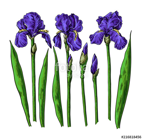 500x491 Iris Flower And Leaves Drawing. Vector Hand Drawn Floral Object