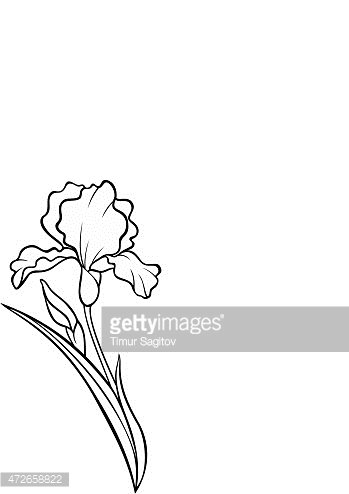 349x494 Silhouette Of Iris Vector Tattoo Illustration Stock Vectors