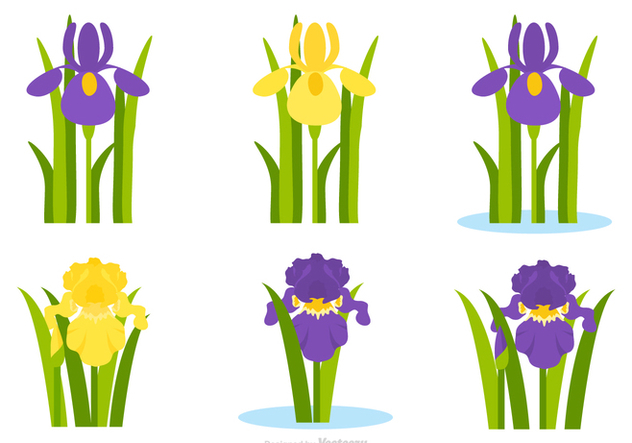 632x443 Du Vecteur Gratuit Flat Purple And Yellow Iris