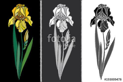 500x334 Vector Set With Embroidery Iris Flower In Pastel Yellow, Black And