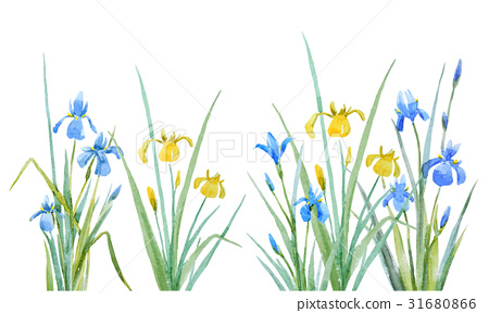 450x288 Watercolor Iris Flowers Vector Composition