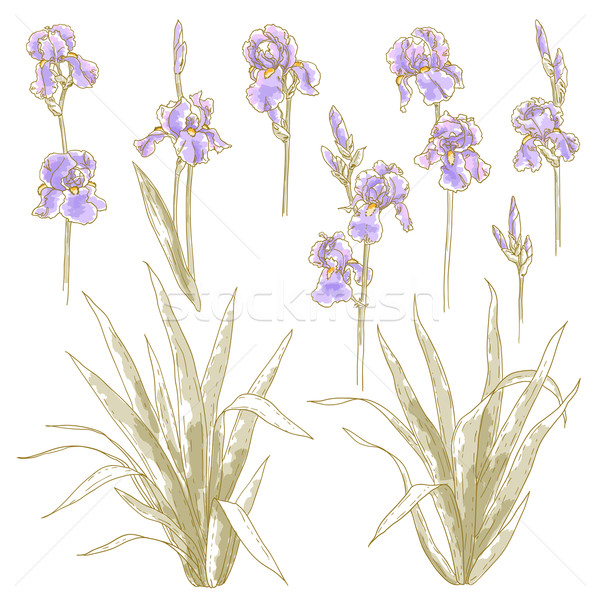 600x600 Collection Of Iris Flowers Vector Illustration Ievgeniia
