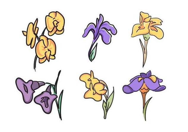 632x443 Free Beautiful Iris Flower Vector Free Vector Download 433277