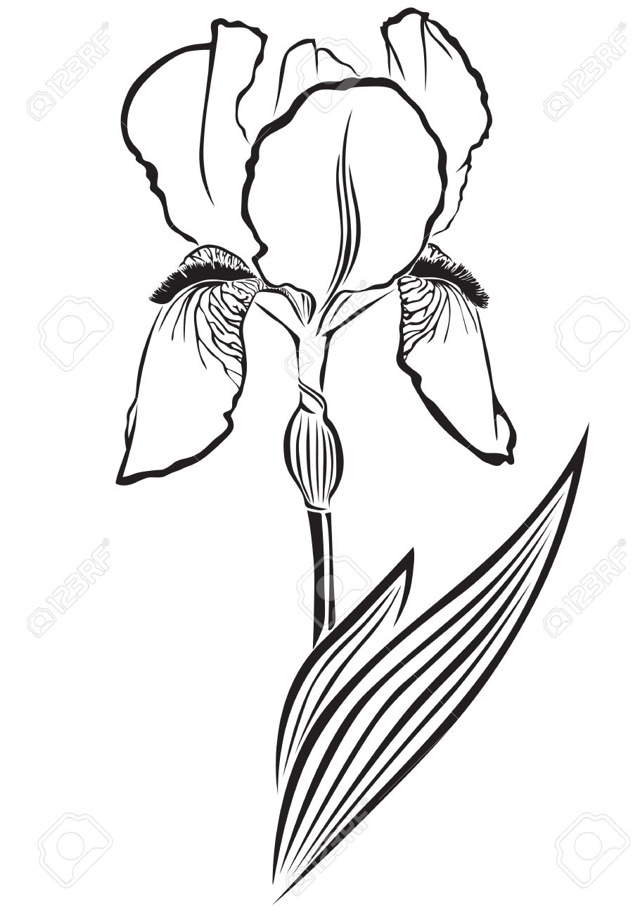 910x1300 Iris Clipart Drawn 3636435