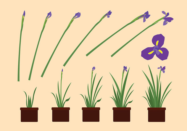 632x443 Iris Flower Grow Free Vector Free Vector Download 435601 Cannypic