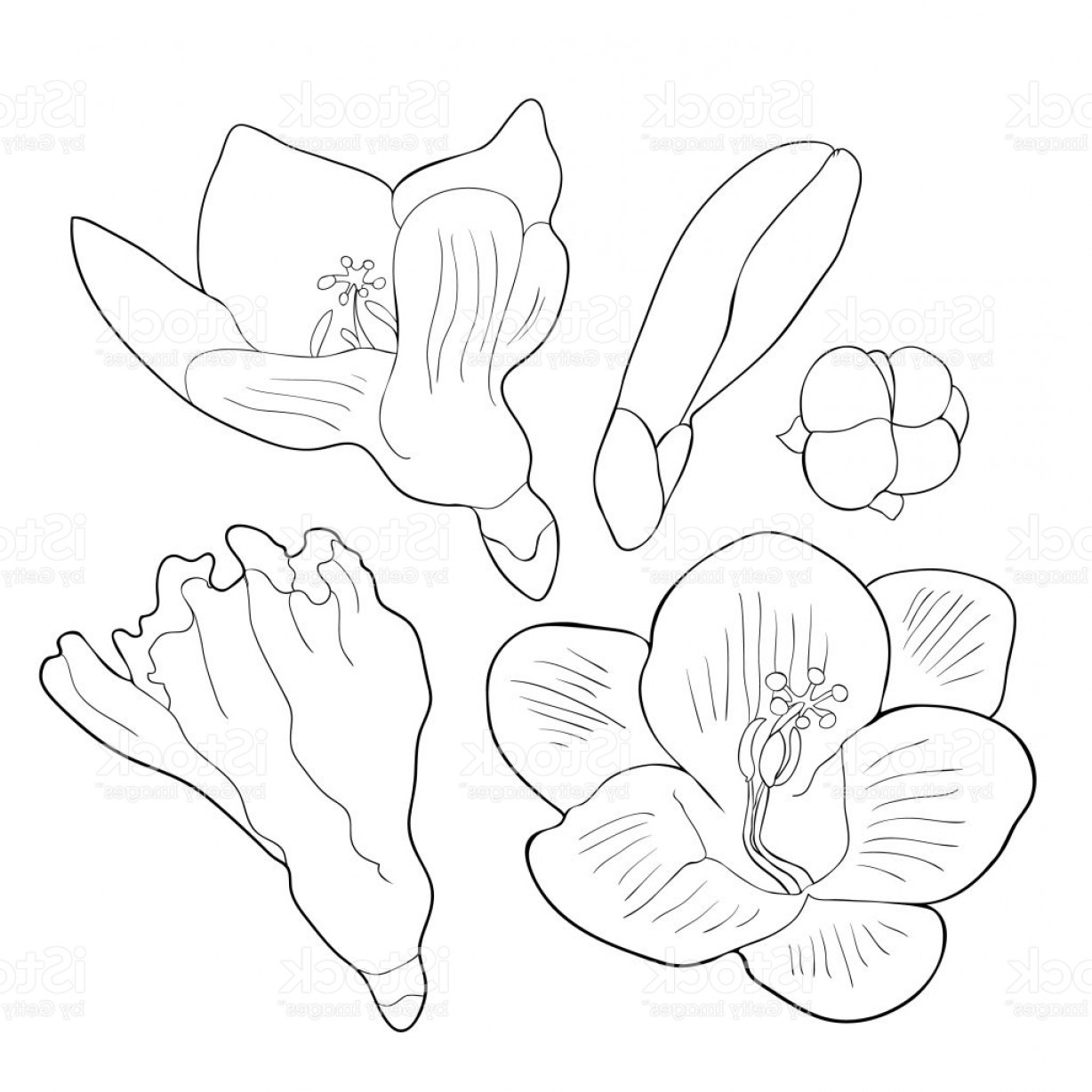 1228x1228 Iris Vector Art Createmepink