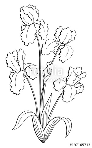 313x500 Iris Flower Graphic Black White Isolated Bouquet Sketch