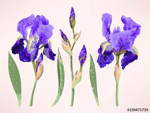 500x375 Iris Vector Set