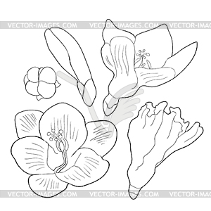 300x300 Set Coloring Flower Freesia Kind Of Iris