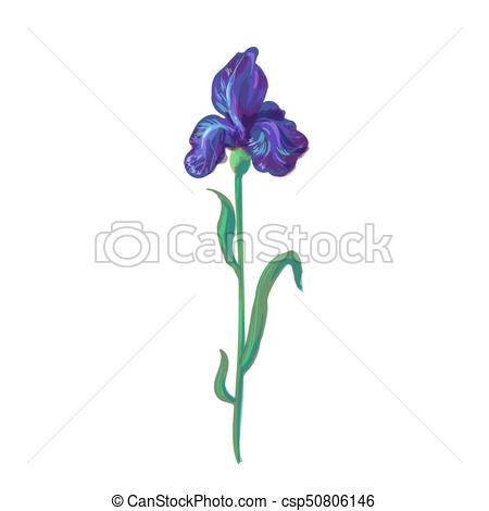 450x470 Vintage Iris Vector Hand Drawing Isolated On White Background