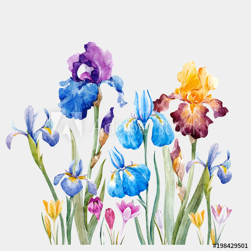 500x500 Watercolor Iris Vector Composition