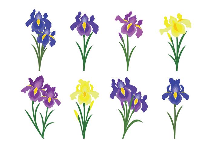 700x490 Beautiful Iris Flower Vector Icons