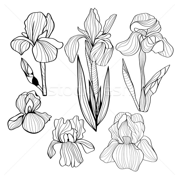 600x600 Blooming And Budding Iris Flowers Black And White Set Vector