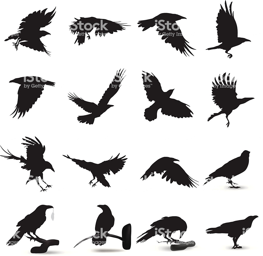 1024x999 Royalty Free Raven Clip Art Vector Images Illustrations Istock
