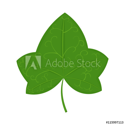 500x500 Green Ivy Leaf Vector Illustration Isolated On White Background