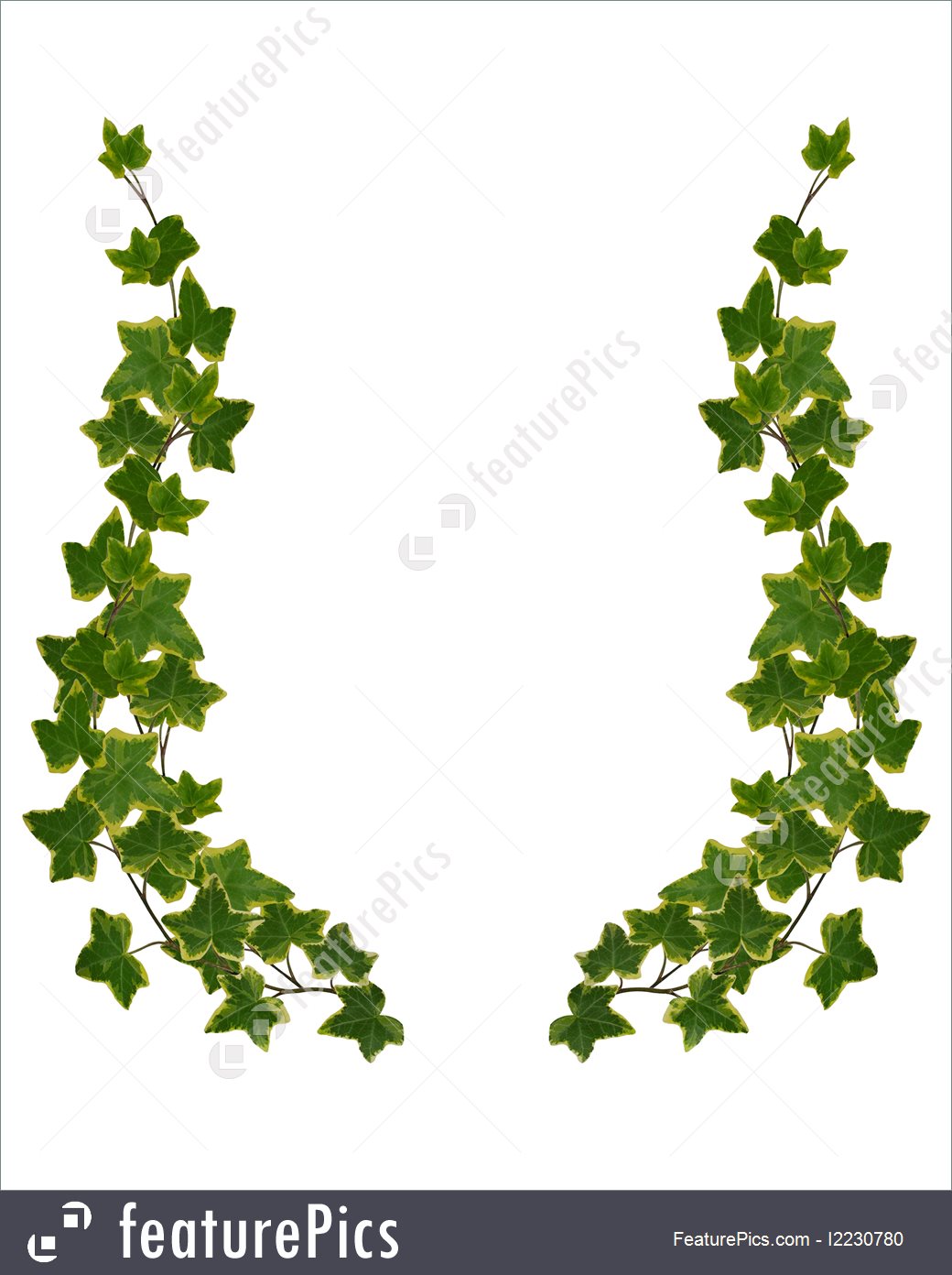 1040x1392 Ivy Border Element Isolated Illustration