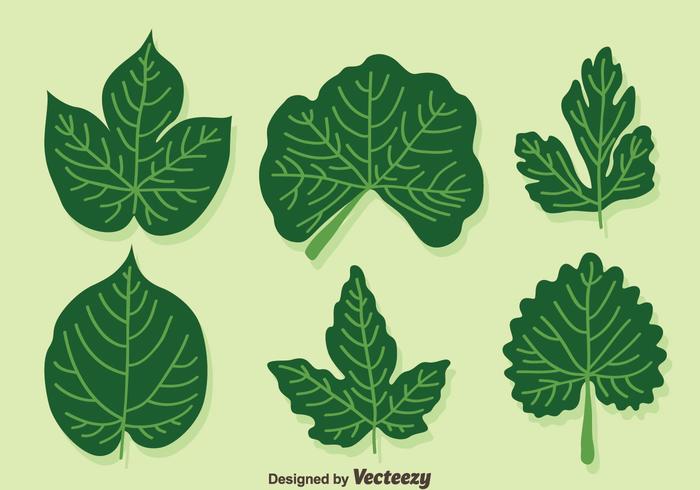 700x490 Ivy Leaf Vector