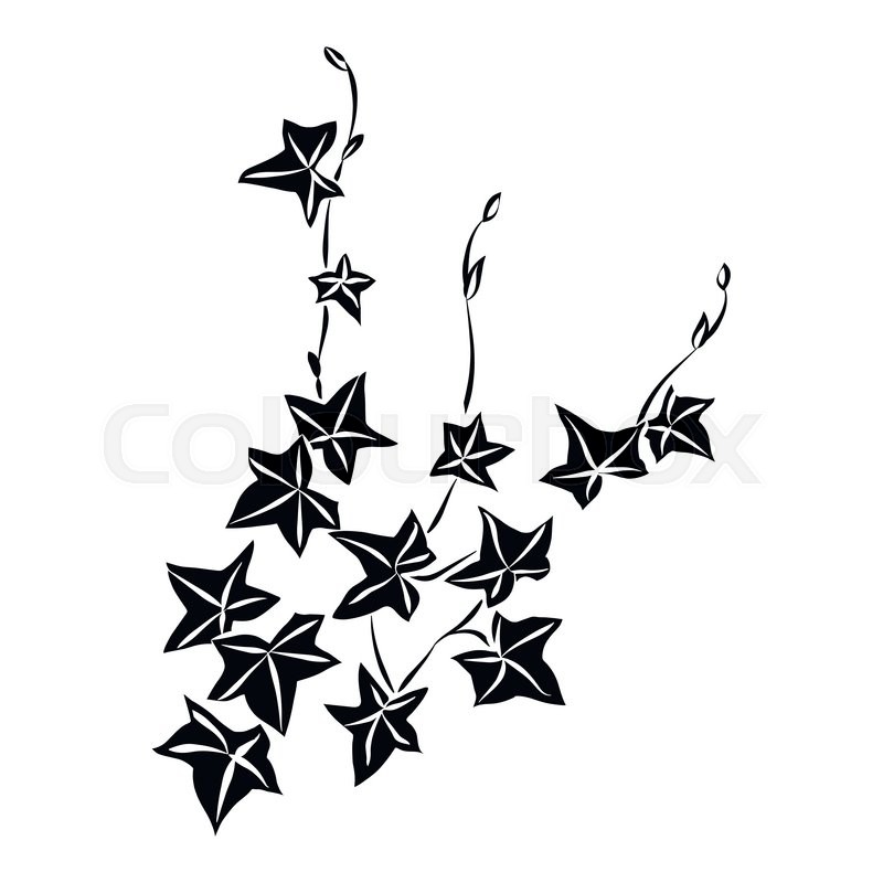 800x800 Black And White Doodle Ivy Leaves. Vector Illustration Stock