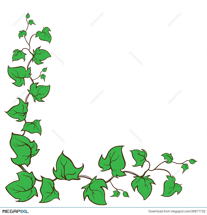 800x830 Ivy Vector Hand Drawn Frame Illustration 38871732