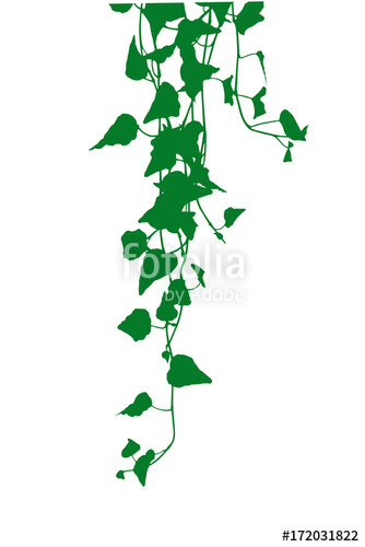 334x500 Ivy Leaves Silhouette Stock Image And Royalty Free Vector Files