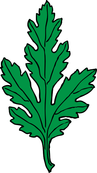 330x588 Ivy Leaf Green Chrysanthemum Clip Art Free Vector 4vector