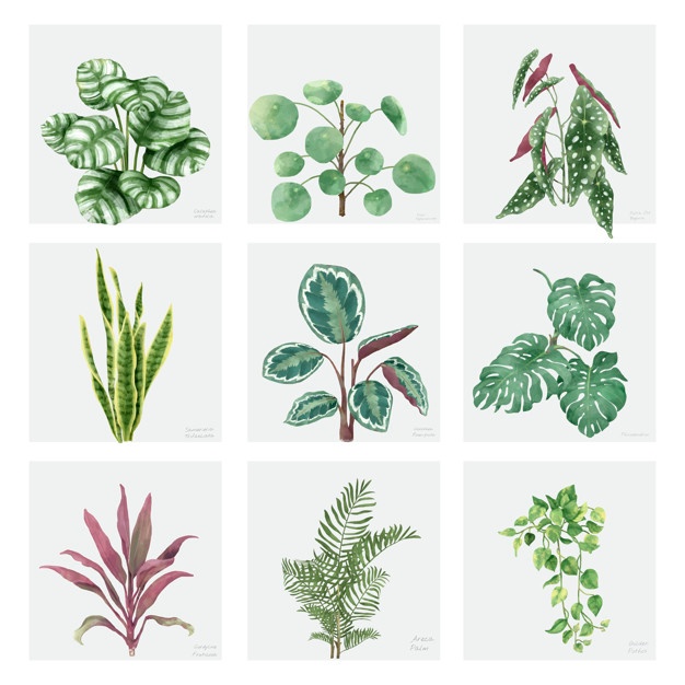 626x626 Ivy Vectors, Photos And Psd Files Free Download