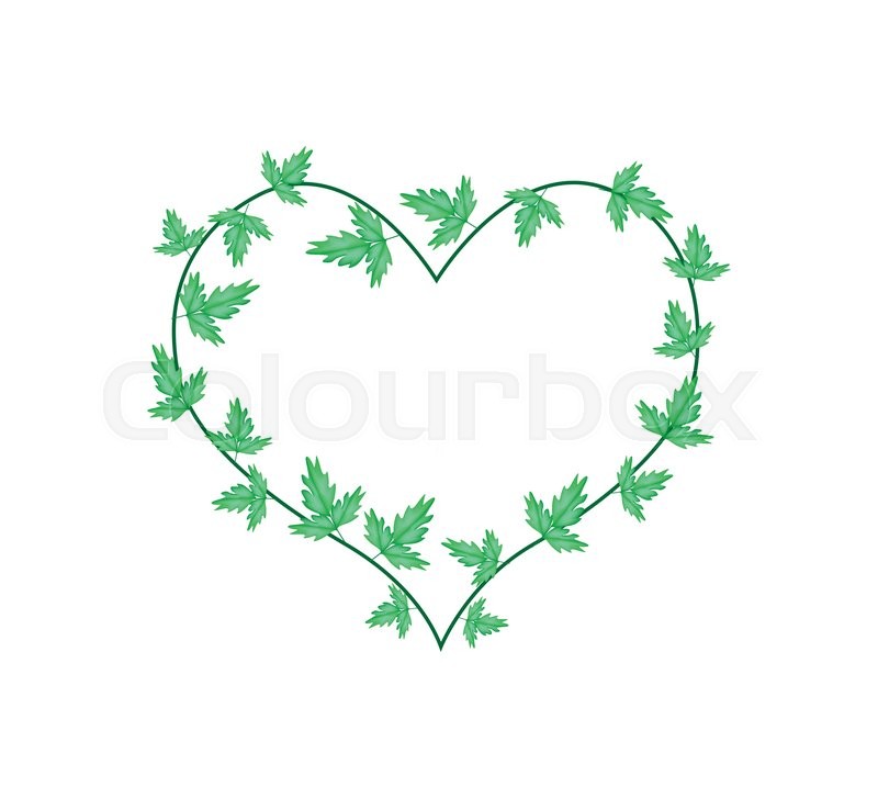 800x727 Love Concept, Illustration Of Heart Shape Frame Made Of Green Vine