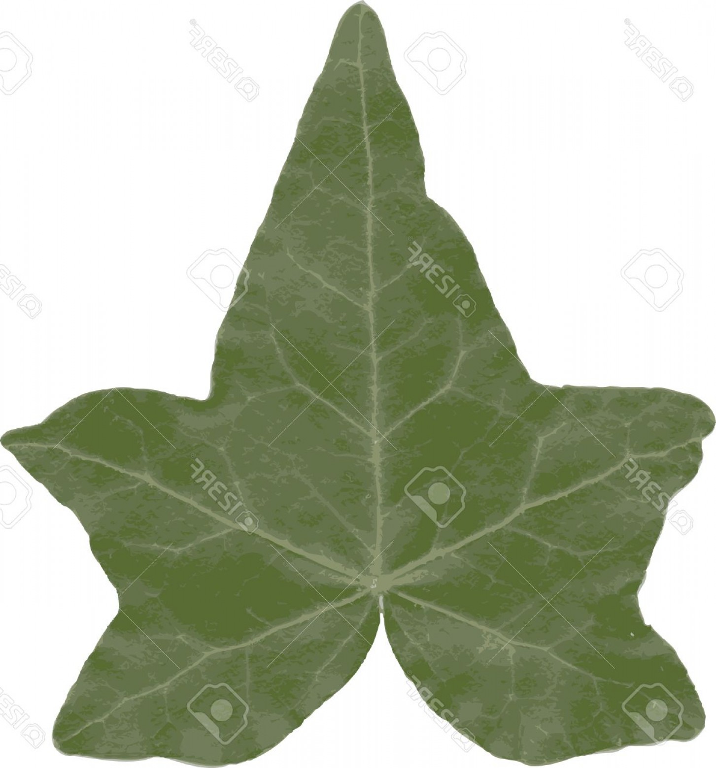 1453x1560 Photoa Ivy Leaf Isolated On White Background Vector Arenawp