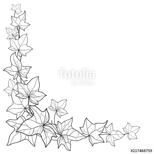 500x500 Vector Corner Bunch With Outline Ivy Or Hedera Leaves. Ornate Leaf