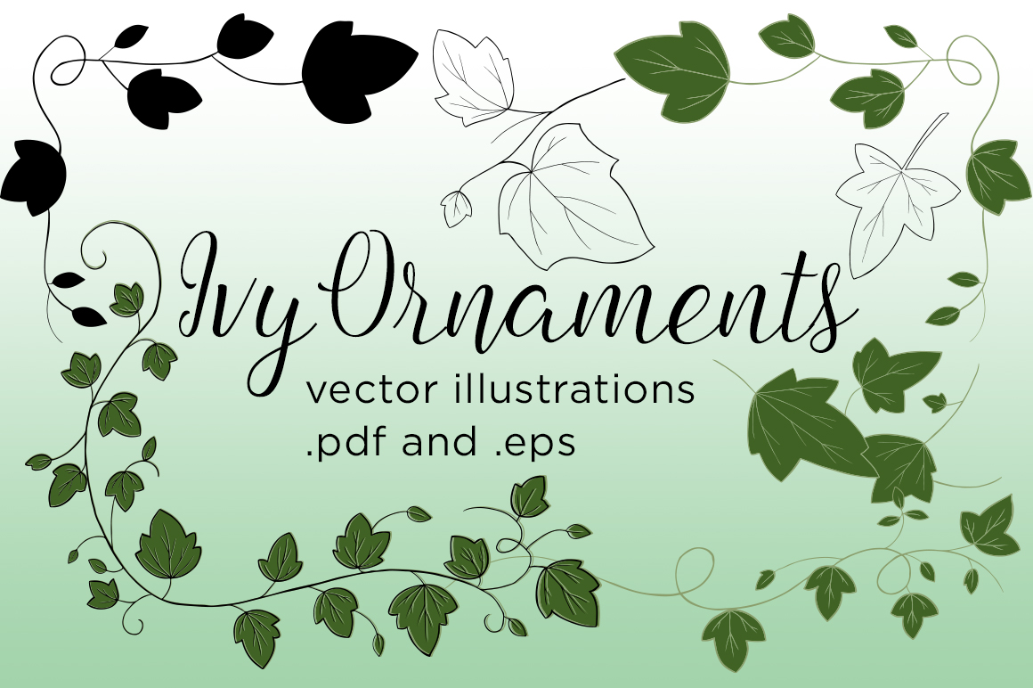 1160x772 Ivy Vector Illustrations