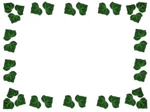 300x225 Ivy Vector Vectors, Photos And Psd Files Free Download