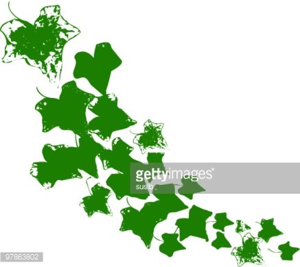 437x390 Ivy Vector Premium Clipart