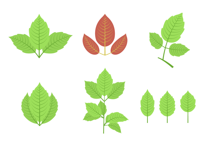700x490 Poison Ivy Vector