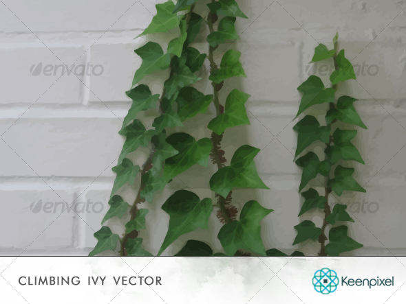 590x443 Climbing Ivy Vector By Keenpixel Graphicriver