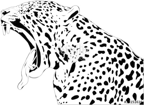 500x364 Jaguar Yawn Stock Image And Royalty Free Vector Files On Fotolia