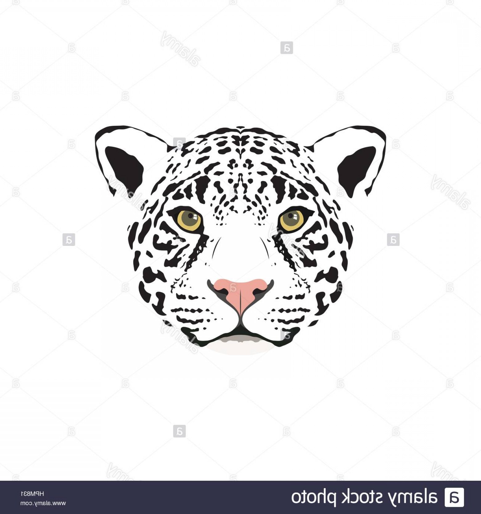 1560x1668 Stock Photo Vector Illustration Of A White Jaguar Head Suitable As
