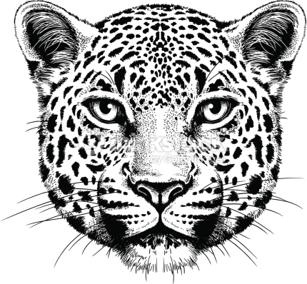 430x398 Jaguar Vector 11 An Images Hub