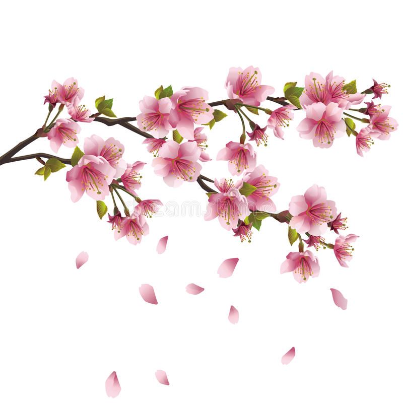 800x800 Royalty Free Plum Blossom Clip Art Vector Amp Illustrations Cherry
