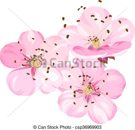 450x434 Sakura Japan Cherry Branch With Blooming. Cherry Blossom