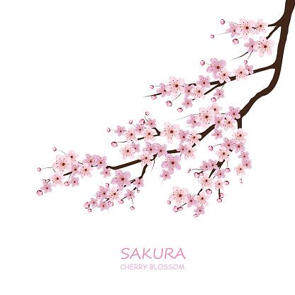 416x416 Cherry Blossom. Vector Art Illustration Planner