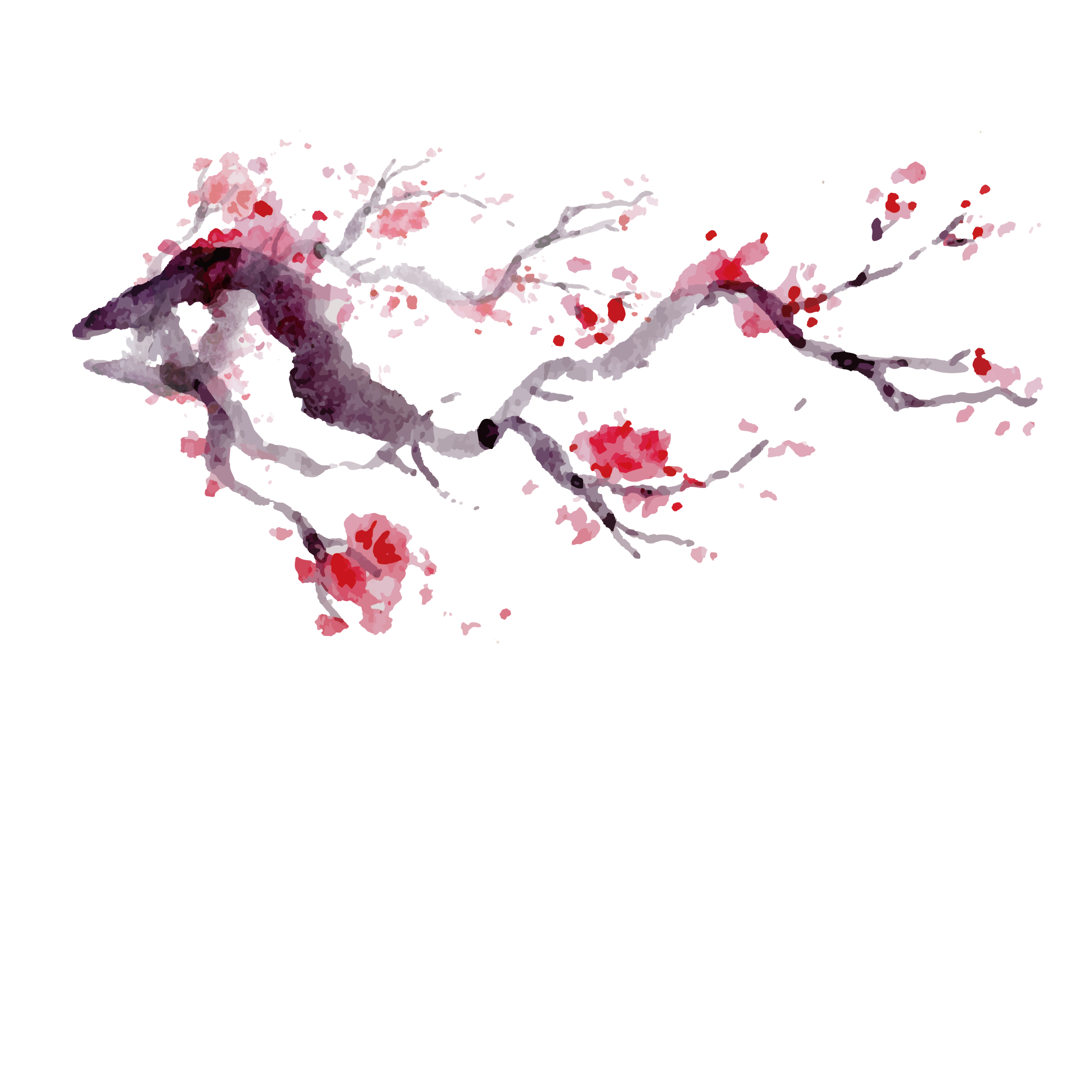 1875x1875 Cherry Blossom