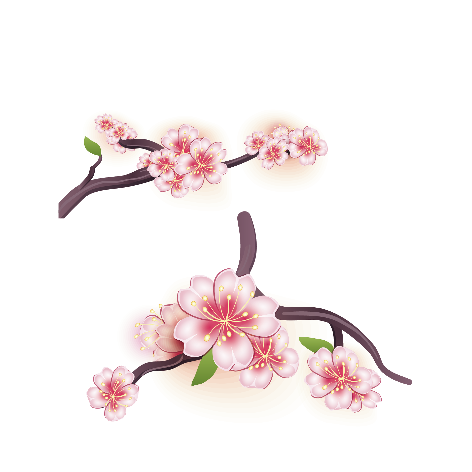 1875x1875 Cherry Blossom Flower