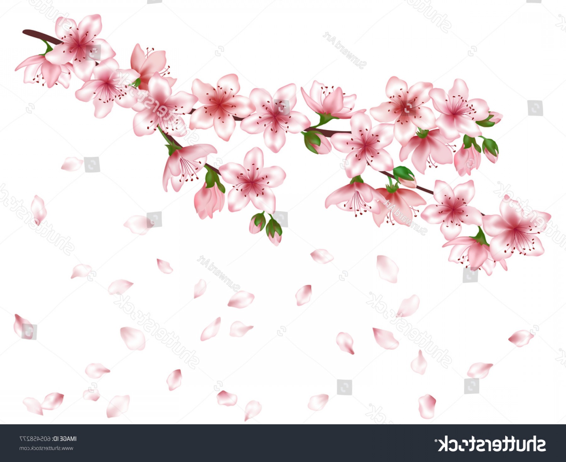 1800x1470 Vector Sakura Japanese Cherry Blossom Tree Arenawp