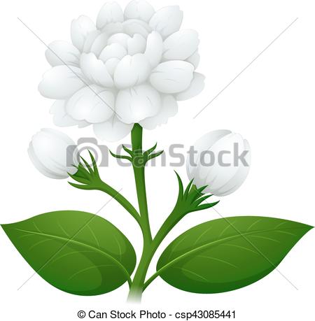 450x459 Jasmine Flower On Green Stem Illustration.