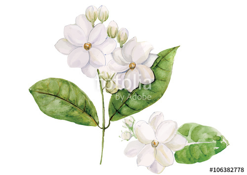 500x354 Jasmine Flowers With Leaves Isolated On White Background Vector