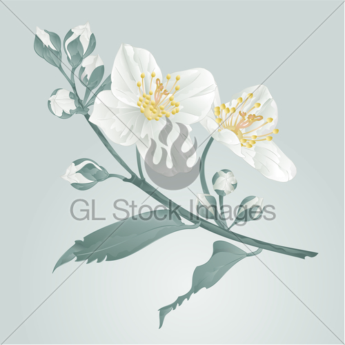 500x500 Twig Jasmine Flower And Buds Vintage Blue Background Vect... Gl