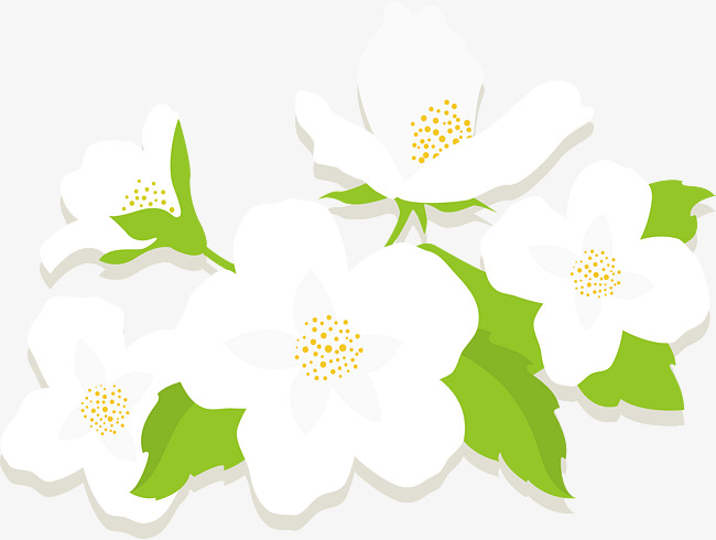 650x490 White Flowers, Vector Png, Flower, Jasmine Flower Png And Vector