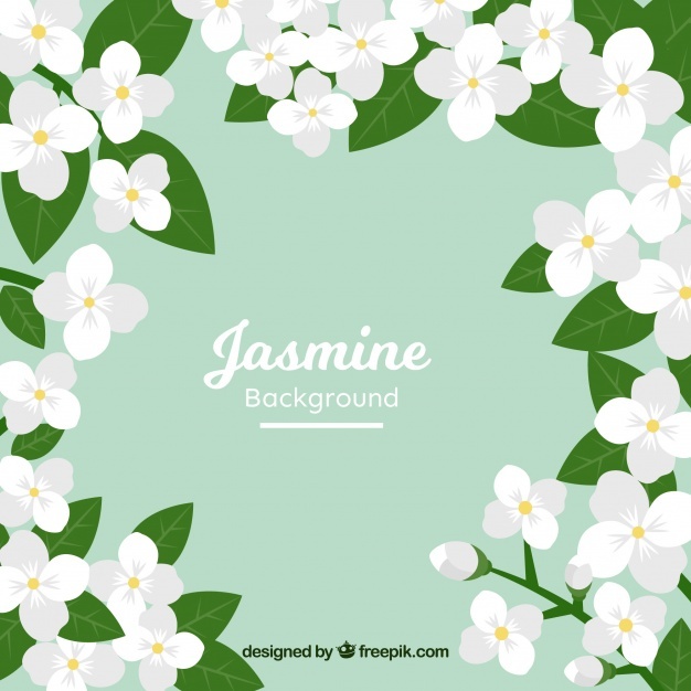 626x626 White Jasmine Flower Vectors, Photos And Psd Files Free Download